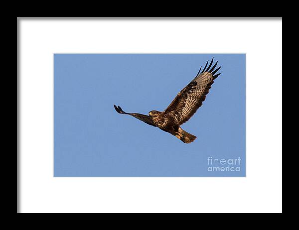 Accipitridae Framed Print featuring the photograph Common Buzzard flying over Ognyanovo Dam Bulgaria by Jivko Nakev