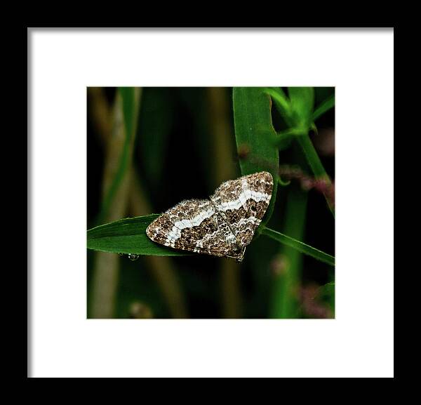 Moth Framed Print featuring the photograph Common Carpet Moth by Jeff Townsend