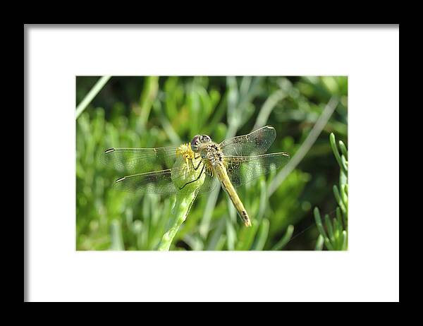 Red-veined Darter Framed Print featuring the photograph Red veined darter dragonfly on crete by Paul Cowan
