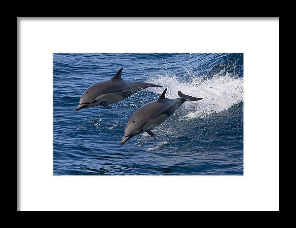 00429884 Framed Print featuring the photograph Common Dolphin Pair Jumping Baja by Suzi Eszterhas