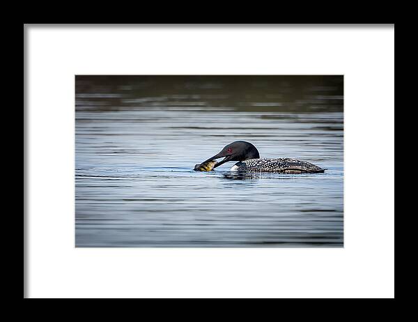 Loon Framed Print featuring the photograph Common Loon by Bill Wakeley