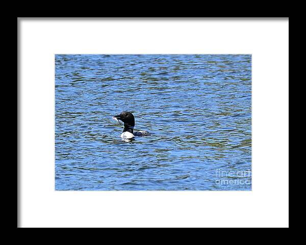 Common Loon Framed Print featuring the photograph Common Loon With Fish by Sandra Huston