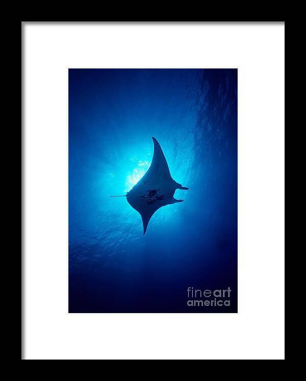 A86b Framed Print featuring the photograph Common Manta Ray by Ed Robinson - Printscapes
