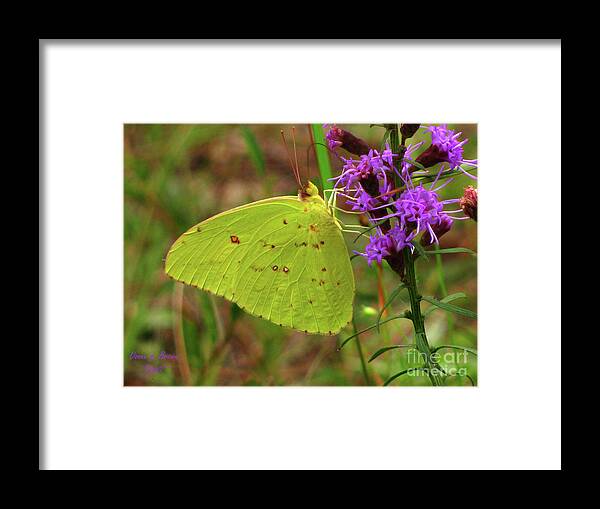 Butterfly Framed Print featuring the photograph Common Sulphur Butterfly by Donna Brown