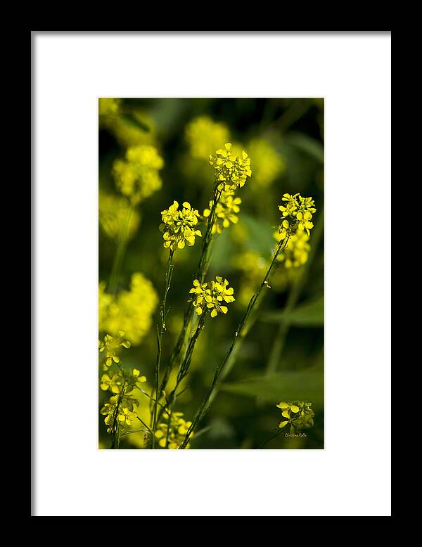 Flowers Framed Print featuring the photograph Common Wintercress Flowers by Christina Rollo