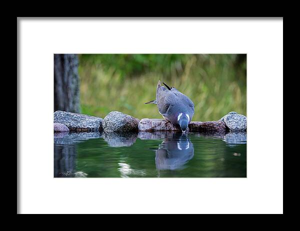 Common Wood Pigeon Framed Print featuring the photograph Common Wood Pigeon drinking at the waterhole from the front by Torbjorn Swenelius