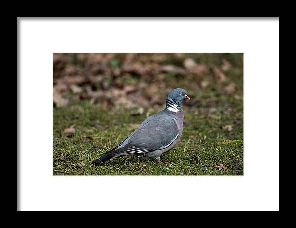 Common Wood Pigeon Framed Print featuring the photograph Common Wood Pigeon's profile by Torbjorn Swenelius