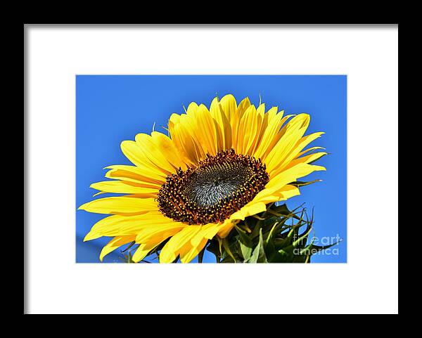 Helianthus Annuus Framed Print featuring the photograph Communicating With The Sun by Angela J Wright
