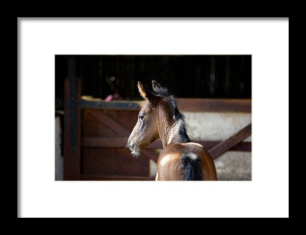 Horses Framed Print featuring the photograph Concentration by Mark Egerton