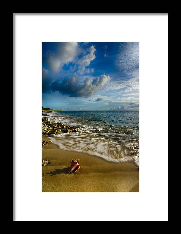 Pristine Framed Print featuring the photograph Conch Shell by Amanda Jones