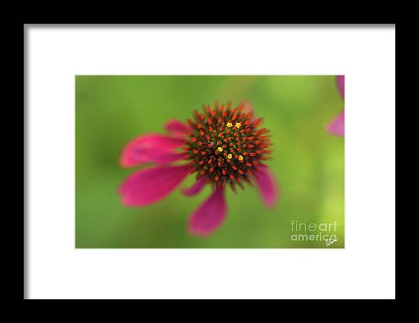 Cone Flower Framed Print featuring the photograph Cone Flower by Alana Ranney