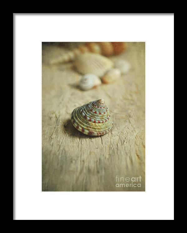 Shell Framed Print featuring the photograph Cone Shell by Lyn Randle