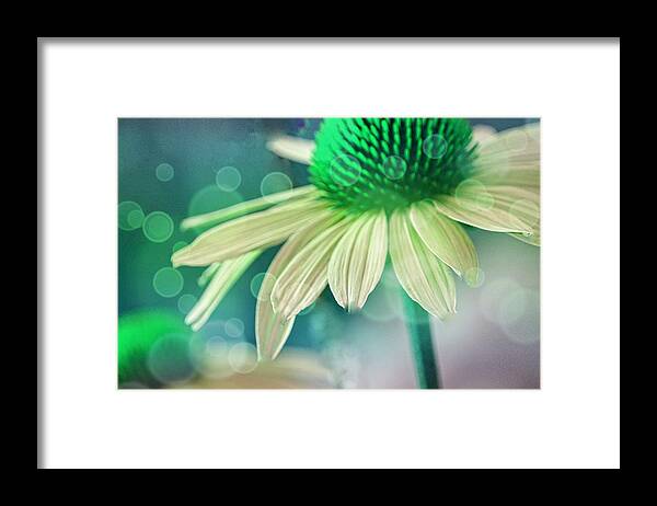 Art Framed Print featuring the photograph Coneflower I Green by Joan Han