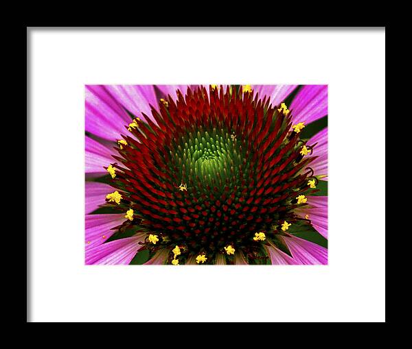 Reds Framed Print featuring the photograph Coneflower by Paul W Faust - Impressions of Light