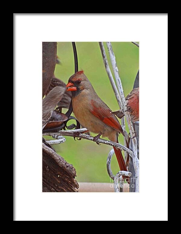 Nature Framed Print featuring the photograph Confrontation by Debbie Portwood