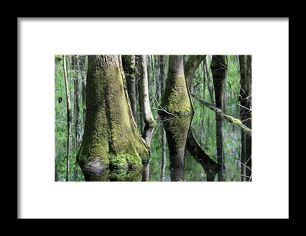 Swamp. Land Framed Print featuring the photograph Congaree National Park by Cathy Harper