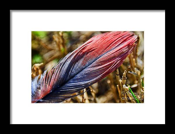 Adrian-deleon Framed Print featuring the photograph Congo African Grey Feather by Adrian De Leon Art and Photography