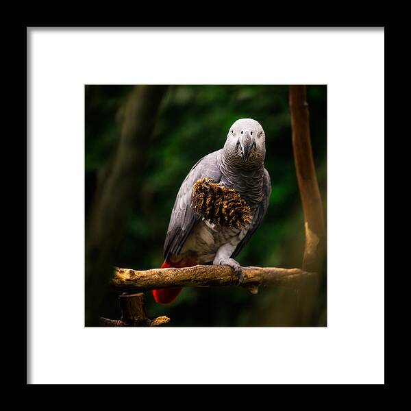 Bloedel Conservatory Framed Print featuring the photograph Congo African Grey Parrot by Peter V Quenter