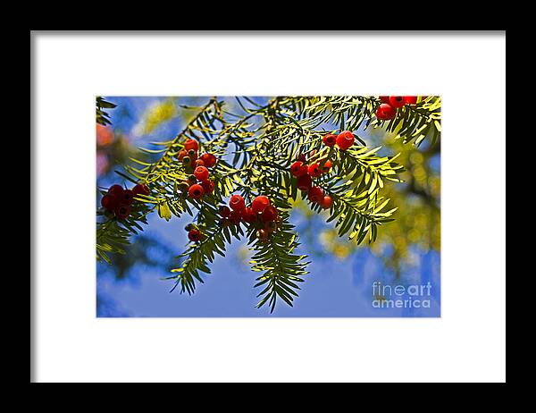 Red Framed Print featuring the photograph Conifer by Valerie Fuqua