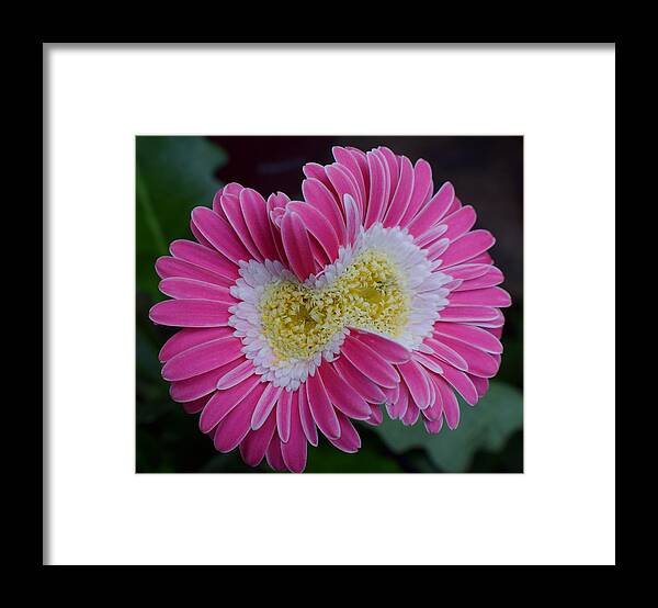 Flowers Framed Print featuring the photograph Conjoined Gerber by Jimmy Chuck Smith