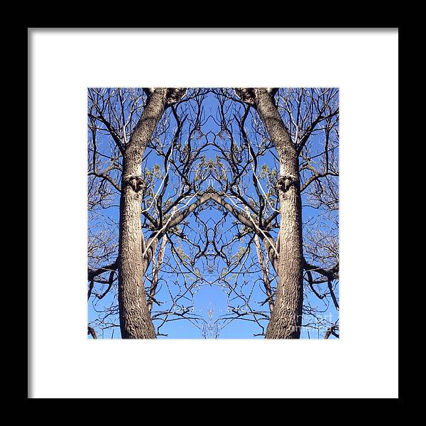 Conjoined Framed Print featuring the photograph Conjoined Tree Collage by Nora Boghossian