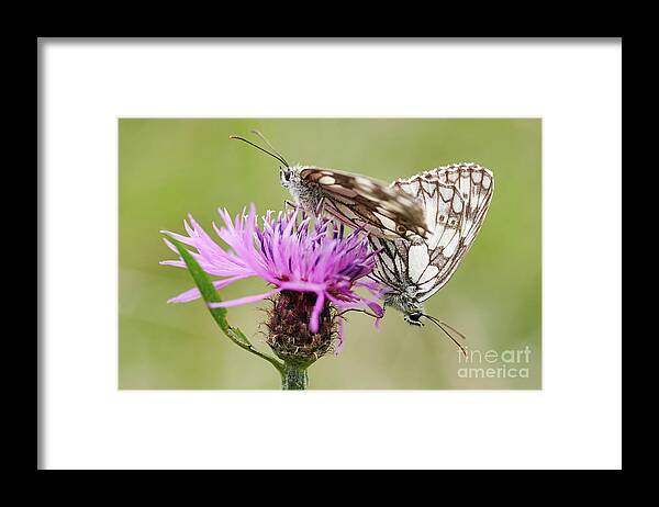 Insect Framed Print featuring the photograph Contact - Butterflies on the bloom by Michal Boubin