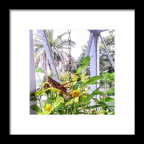 Grasshopper Framed Print featuring the photograph Contemplating by Suzanne Berthier