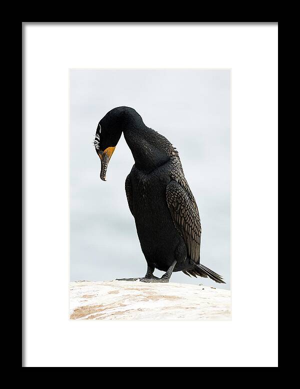 Double Crested Cormorant Framed Print featuring the photograph Contemplation by Mark Harrington