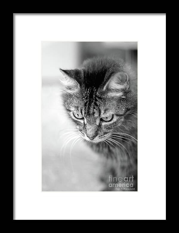 Animal Framed Print featuring the photograph Contemplation by Todd Blanchard
