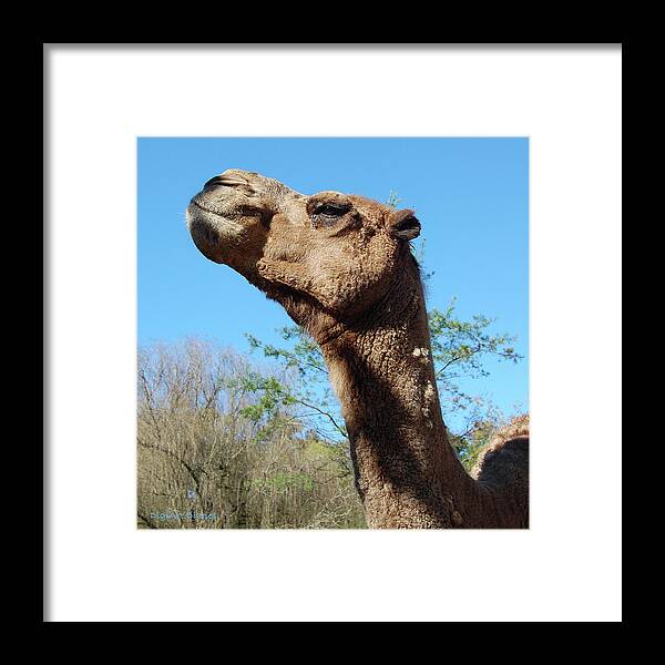 Camel Framed Print featuring the digital art Contemptuous Camel by DigiArt Diaries by Vicky B Fuller
