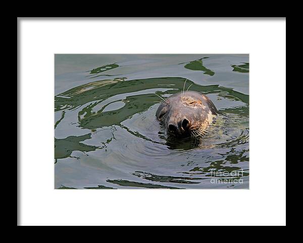 Seal.cape Cod Framed Print featuring the photograph Contentment by Paula Guttilla