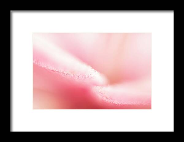 Pink_lily_flower Framed Print featuring the photograph Convergence by Jelieta Walinski