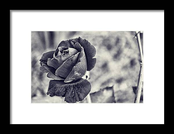 Black Rose Framed Print featuring the photograph Cool Black Rose by Sharon Popek
