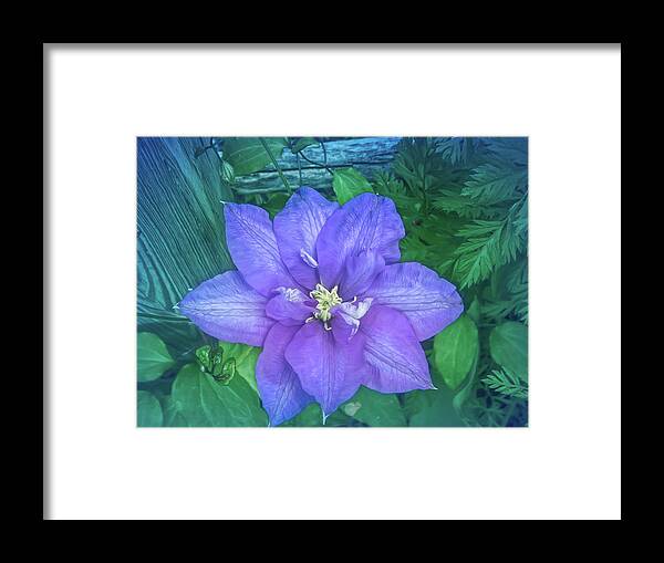 Flower Framed Print featuring the photograph Cool Blue Passion Vine by Aimee L Maher ALM GALLERY