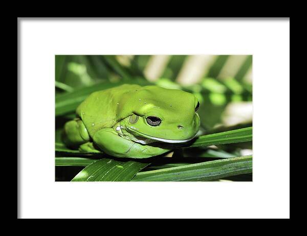 Green Frog Photography Framed Print featuring the photograph Cool green frog 001 by Kevin Chippindall