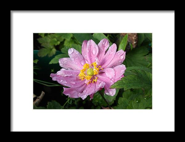 Anemone Framed Print featuring the photograph Cool Pink by Barbara White