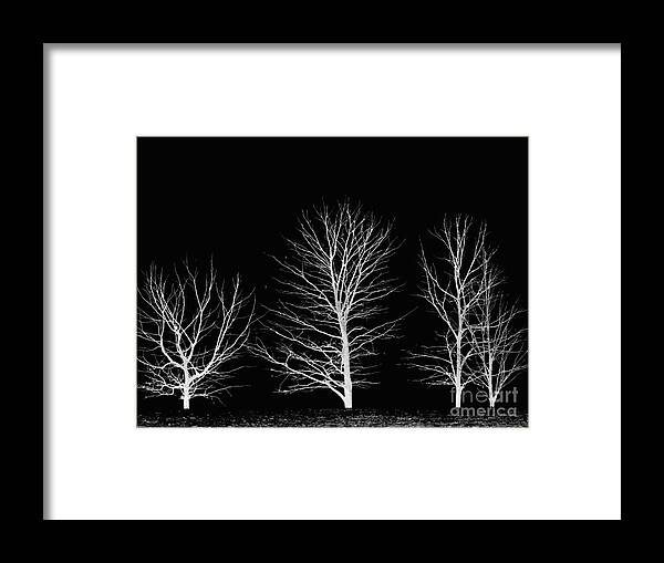 Black Framed Print featuring the photograph Cool Trees by Mim White