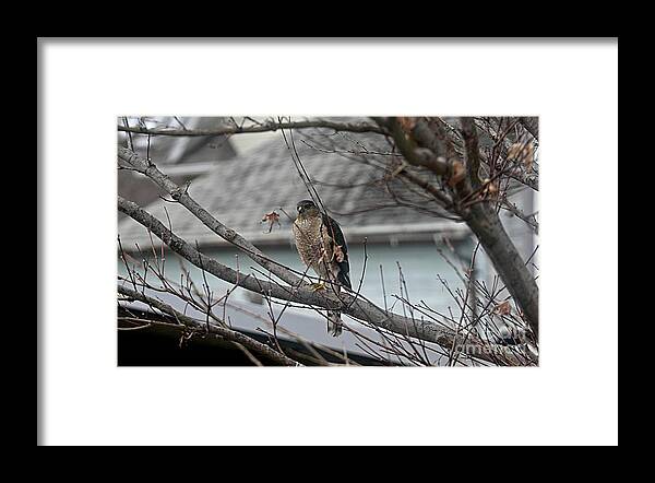 Hawk Framed Print featuring the photograph Cooper's Hawk by Yumi Johnson