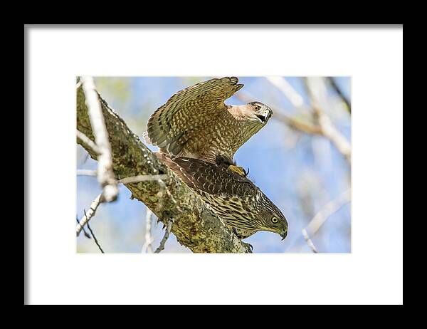 California Framed Print featuring the photograph Cooper's Hawks Mating by Marc Crumpler