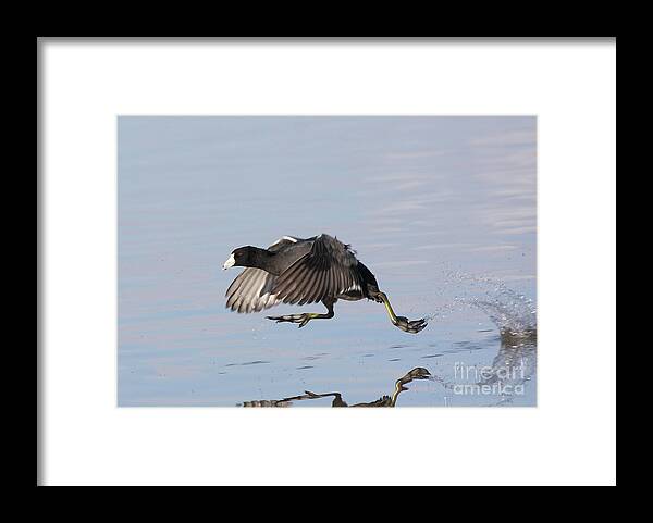 Coot Framed Print featuring the photograph Coot Walkin On Water by Ruth Jolly