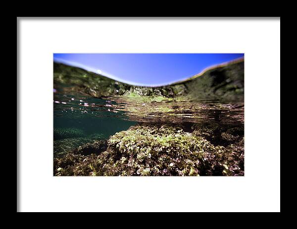 Underwater Framed Print featuring the photograph Coral Beauty by Gemma Silvestre