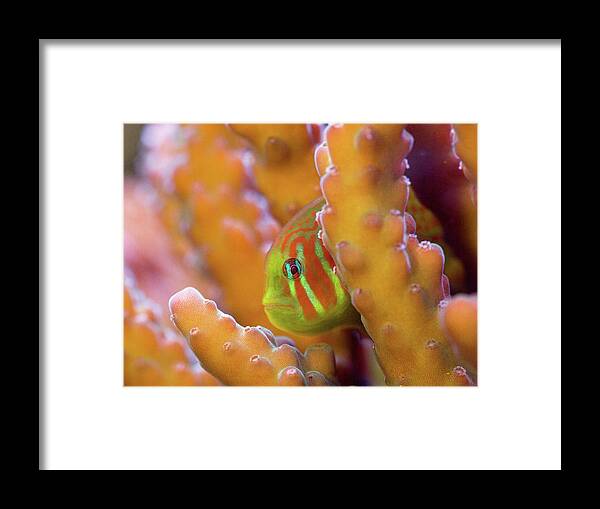 Clown Goby Framed Print featuring the photograph Coral Guardian by Jim Zablotny