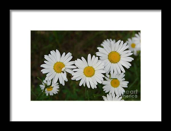 Daisy Framed Print featuring the photograph Coral by Priscilla Richardson