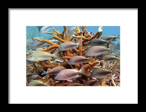 Underwater Framed Print featuring the photograph Coralpalooza 1 by Daryl Duda