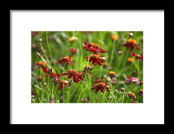 Flowers Framed Print featuring the photograph Coreopsis Garden by Barbara White