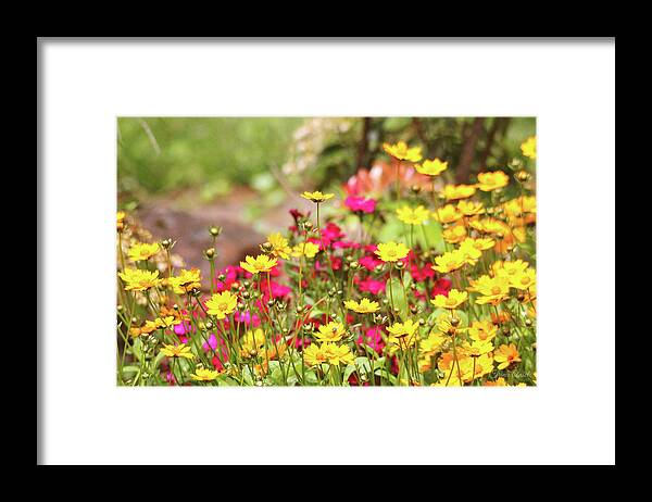 Flowers Framed Print featuring the photograph Coreopsis Garden by Trina Ansel