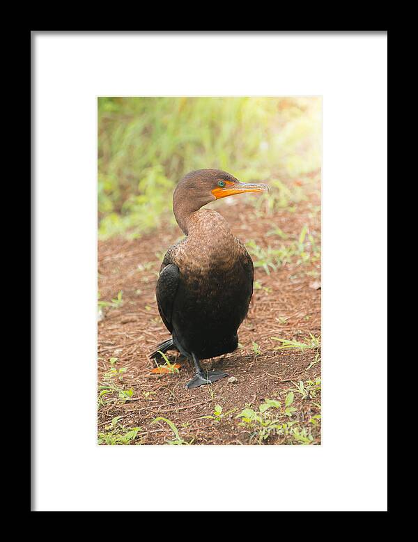 Alone Framed Print featuring the photograph Cormorant by Amanda Mohler