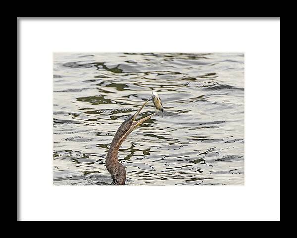 Birds Framed Print featuring the photograph The catch by Patrick Kain