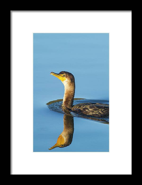 Cormorant Framed Print featuring the photograph Cormorant Reflection by Mark Miller
