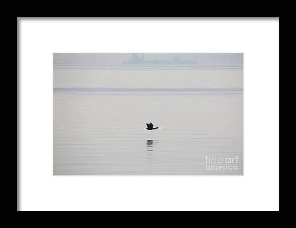 Cormorant Framed Print featuring the photograph Cormorant River Peace by Rachel Morrison